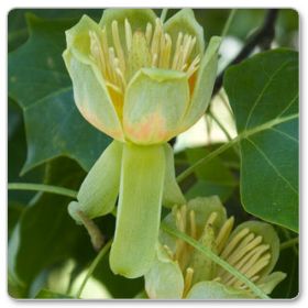 Tulipanowiec amerykański (Liriodendron tulipifera)